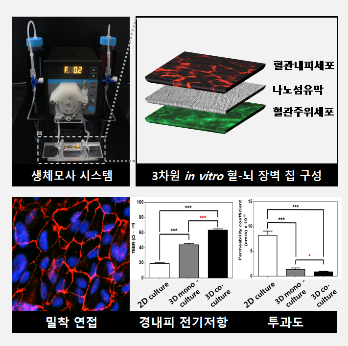 3차원 in vitro 혈-뇌 장벽 모델